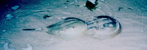 Horseshoe Crabs mating in shallow water