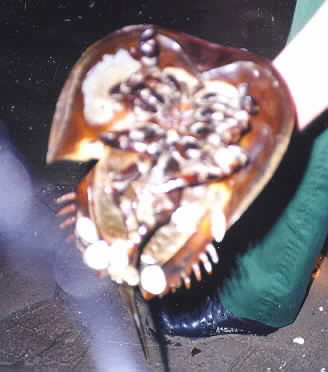 Badly focussed photograph of the underside of a Horseshoe Crab