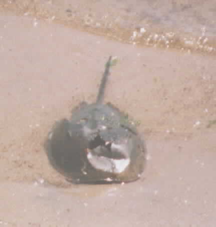Horseshoe Crab killed by a blow to its shell